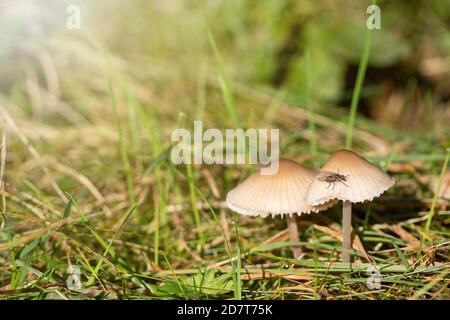 Ein Paar erdige Inocybe wild giftige Pilze mit Insekt auf der Kappe. Stockfoto