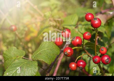 Hagebuttenbeeren mit Blättern auf Hagebuttenbusch in Herbstnatur. Stockfoto