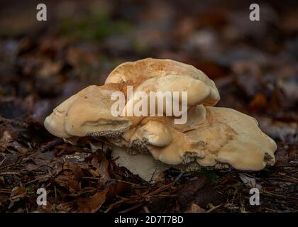 Waldpilze, Dumfries, SW Schottland Stockfoto