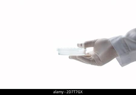 Hand Wissenschaftler tragen Gummihandschuhe und halten Petrischale isoliert auf weißem Hintergrund und Coppy Raum, Chemische Labor Glaswaren und Wissenschaft conce Stockfoto