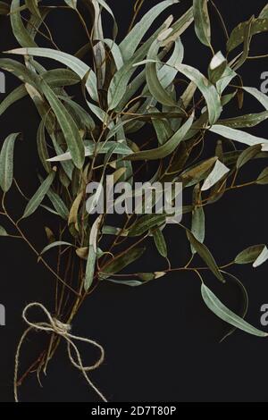 Blumenarrangement mit Eukalyptuszweigen auf schwarzem Hintergrund Stockfoto