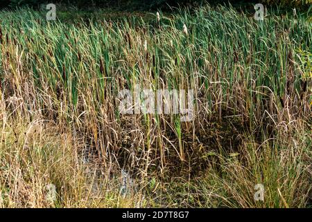 Nahaufnahme von Teichrohren und Gräsern in einem Land Garten Stockfoto