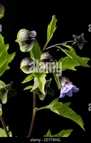 Ein blühendes Beispiel der Shoo-Fliegenpflanze, Nicandra physihalodes, das neben einer Straße wächst. Es ist in Südamerika heimisch. Schwarzer Hintergrund Stockfoto