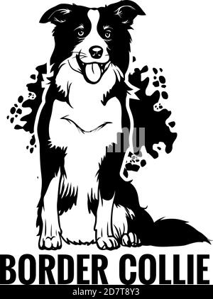 Border Collie sitzt mit der Zunge heraus. Element des Designs. Stock Vektor