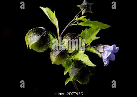 Ein blühendes Beispiel der Shoo-Fliegenpflanze, Nicandra physihalodes, das neben einer Straße wächst. Es ist in Südamerika heimisch. Schwarzer Hintergrund Stockfoto