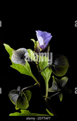 Ein blühendes Beispiel der Shoo-Fliegenpflanze, Nicandra physihalodes, das neben einer Straße wächst. Es ist in Südamerika heimisch. Schwarzer Hintergrund Stockfoto