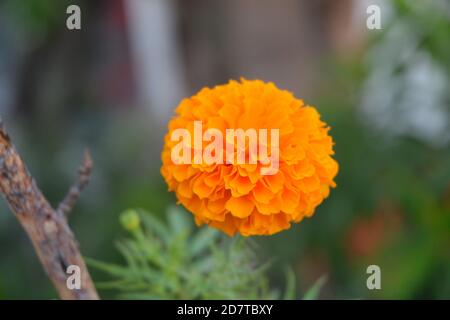 Ringelblumen. Bildort: Kathmandu, Nepal Stockfoto