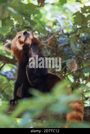 Roter Panda (Ailurus fulgens) in einem Baum, Bristol, Großbritannien. August 2019. Stockfoto