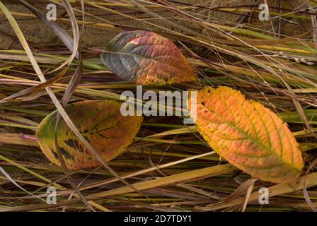 Drei bunte Blätter in voller Herbstfarbe auf wilden Gräsern. Stockfoto