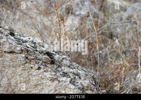 Nahaufnahme von Stein mit Pilz auf verschwommenem Naturhintergrund. Stockfoto