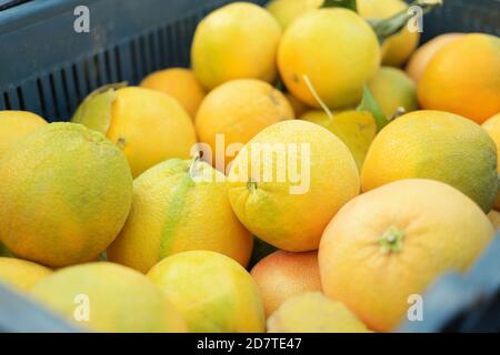 Stapel frisch gepflückter Orangen im Korb. Stockfoto