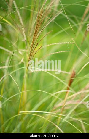 Miscanthus sinensis Silberspinne in voller Blüte und herbstlichen Gartenfarben Stockfoto