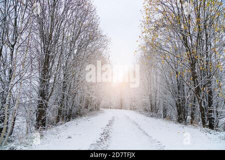 Winter Straße durch den Wald Stockfoto