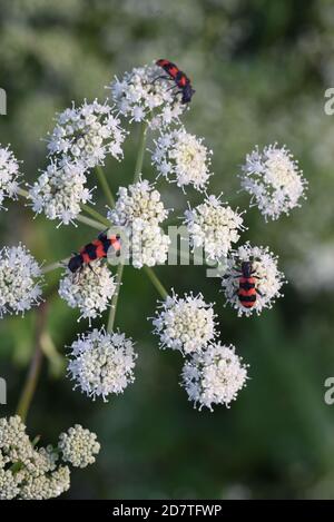 Trichodes apiarius Käfer oder Bugs, die sich von gewöhnlicher Hogweed, Heracleum sphondylium, umbelliferen Pflanzen ernähren Stockfoto