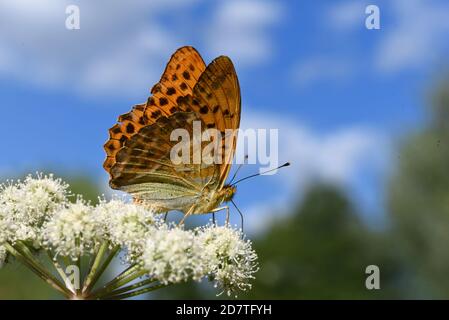 Silbergewaschene Fritillary Butterfly, Argynnis paphia, Fütterung von umbelliferen Pflanzen gegen Blue Sky Stockfoto