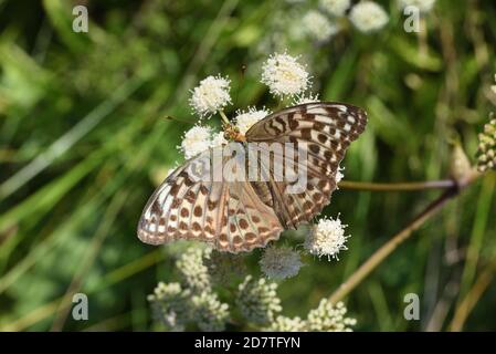 Weibliche silbergewaschene Fritillary Butterfly, Argynnis paphia, Fütterung von Common Hogweed, Heracleum sphondylium, umbellifer Plant Stockfoto