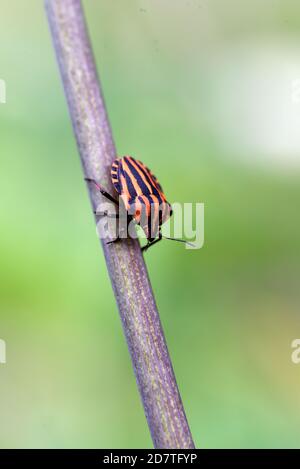 Single Striped Shield Bug, Graphosoma lineatum, Wandern entlang Stiel Stockfoto