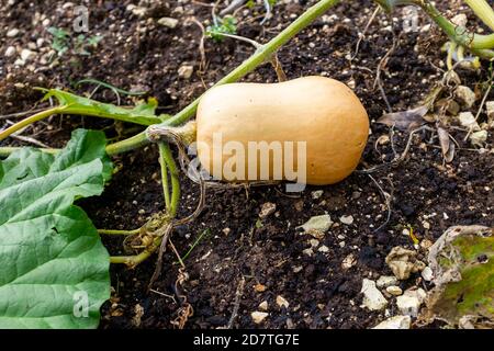 Butternut Squash Cucurbita moschata oder Crookneck Kürbis wächst in Zuteilung Gemüsefleck UK Stockfoto