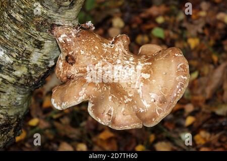 Birke Polypore Piptoporus betulinus Stockfoto