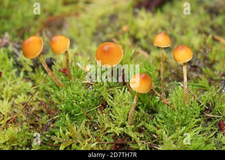 Orange Mosscap Rickenella fibula Stockfoto