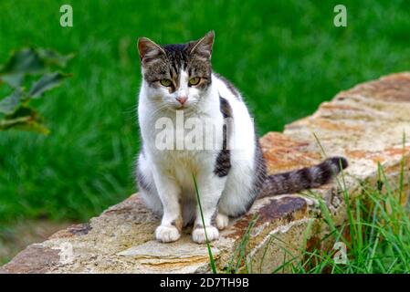Obdachlose streunende Katze, die auf die Kamera schaut, niedliche weibliche Kätzchen Stockfoto