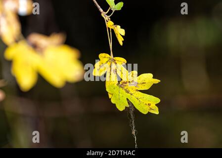 Schöne Herbstbaumblätter auf dunklem Hintergrund, Nahaufnahme Herbstfoto des Blattes Stockfoto