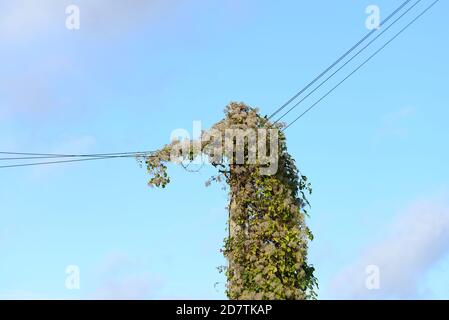 Clematis vitalba (Alter Bart / Freude des Reisenden) Wächst auf einem Telegrafenmast und entlang der Drähte Stockfoto