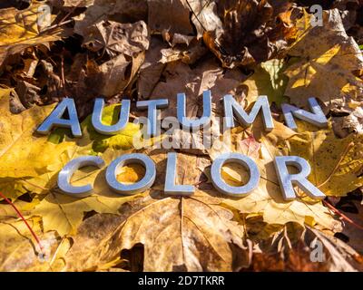 Die Wörter Herbstfarbe mit Metallbuchstaben über Gelb gelegt Herbst gefallene Blätter - Nahaufnahme mit selektivem Fokus Stockfoto