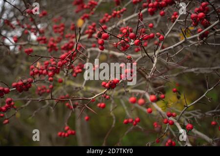 Hawthorns große und vielfältige Gattung der Rosaceae Familie, Hawthorn Beeren pflanzliche Präparate, nahrhafte Nahrungsquelle, scharfe Nadeln, scharfe Nadeln. Stockfoto