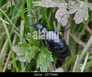 Violetter Ölkäfer (meloe violaceus) Stockfoto