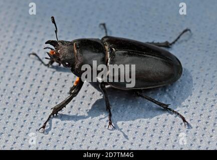 Hirschkäfer weiblich (lucanus cervius) Stockfoto