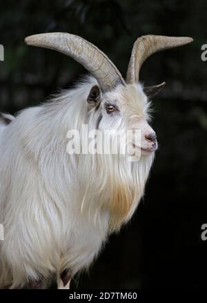 Afrikanische Zwergziege Stockfoto