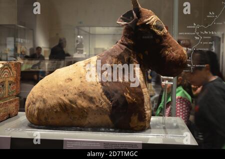 Ausstellung von Mumien, Artefakten und ägyptischen Funden im Ägyptischen Museum von Turin Stockfoto