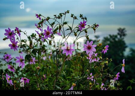 Rosafarbene Wilddahlie fotografiert im Ngorongoro Conservation Area, Tansania Stockfoto