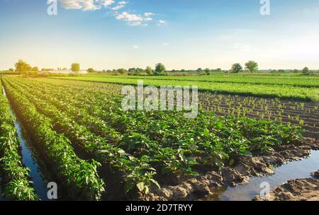 Auberginen-Plantagen wachsen an einem sonnigen Tag auf dem Feld. Bio-Gemüse. Landwirtschaftliche Nutzpflanzen. Querformat. Agroindustrie und Agrarindustrie. Europäischer Bauernhof Stockfoto
