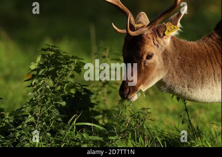 Ein männlicher Damhirsch, der während der Brunftzeit im Phoenix Park in Dublin grast. Stockfoto