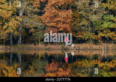Junger Mann mit Hund im Herbst Natur. Tierbesitzer mit seinem labrador Retriever schauen auf See gegen bunten Wald. Stockfoto