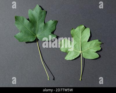 Feld Ahorn acer Teile von Baumfrüchten Rinde Baum Stockfoto