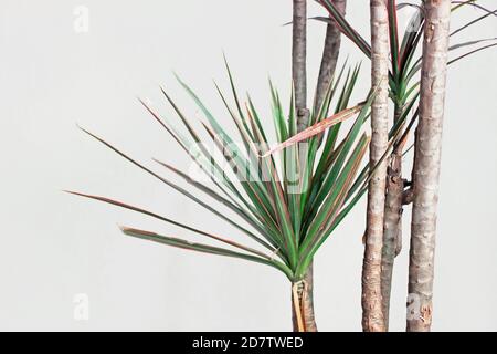 dracaena marginata Pflanze mit weißem Hintergrund Stockfoto