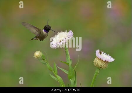 Schwarzkinn-Kolibri (Archilochus alexandri), männliche Fütterung von amerikanischer Korbblüte (Centaurea americana), Hill Country, Central Texas, Stockfoto