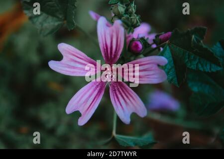 Selektive Fokusaufnahme einer gemeinen Malvenblume (Malva sylvestris) Stockfoto