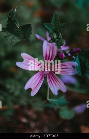 Vertikale selektive Fokusaufnahme einer gemeinen Malchenblume (Malva sylvestris) Stockfoto