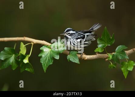 Black-and-White Warbler (Mniotilta varia), männlich, South Padre Island, Texas, USA Stockfoto