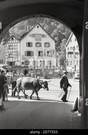 1950s, historisch, Blick durch einen Torbogen, ein einheimischer schweizer, der mit seinem Stier durch die Stadt läuft, Saint imier, Bern, Schweiz. Stockfoto