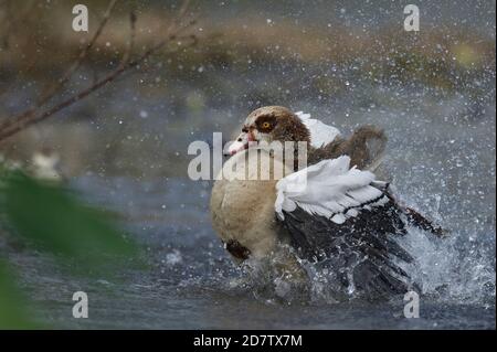 Ägyptische Gans (Alopochen aegyptiaca), Erwachsenenbaden, Hill Country, Central Texas, USA Stockfoto