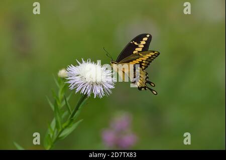 Riesenschwanzschwänze (Papilio cresphontes), Erwachsene Fütterung an amerikanischer Korbblüte (Centaurea americana), Hill Country, Central Texas, USA Stockfoto