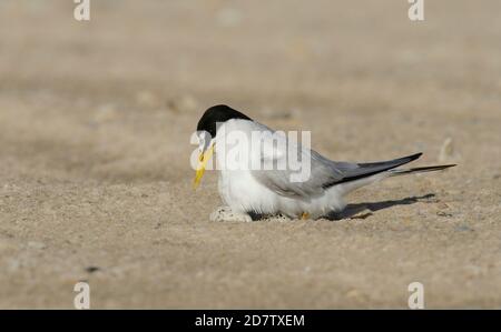 Least Tern (Sterna antillarum), Erwachsener sitzt auf Nest, South Padre Island, Texas, USA Stockfoto