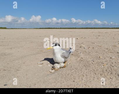 Least Tern (Sterna antillarum), Erwachsener sitzt auf Nest, South Padre Island, Texas, USA Stockfoto