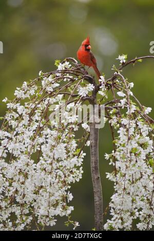 Nördlicher Kardinal (Cardinalis cardinalis), erwachsener Rüde, der auf blühendem weinenden Kirschbaum (Prunus sp.) thront, Hill Country, Central Texas, USA Stockfoto