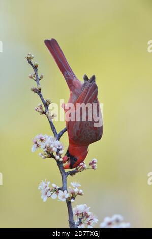 Nördlicher Kardinal (Cardinalis cardinalis), erwachsener Mann auf blühender mexikanischer Pflaume (Prunus mexicana), Hill Country, Central Texas, USA Stockfoto